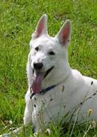 Weisser Sch�ferhund Assi vom Kaiserbrunnen