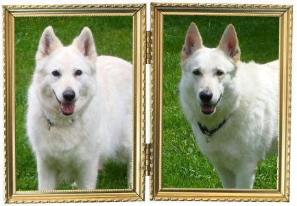 Weisser Schweizer Schäferhunde - Weißer Schäferhund - Frankfurt