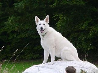 Wei�er Sch�ferhund Bina-Samantha vom Heimathenhof
