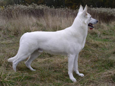 Weisse Schferhunde Standard