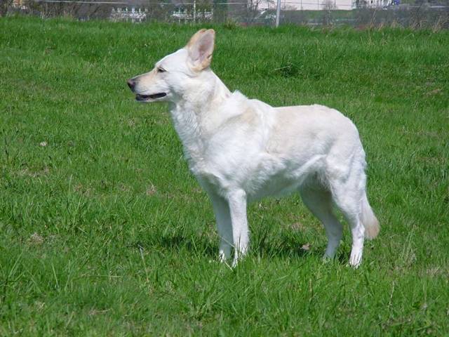 Wei�er Sch�ferhund Cessy