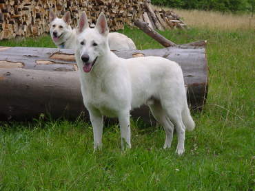 Weisse Schferhunde