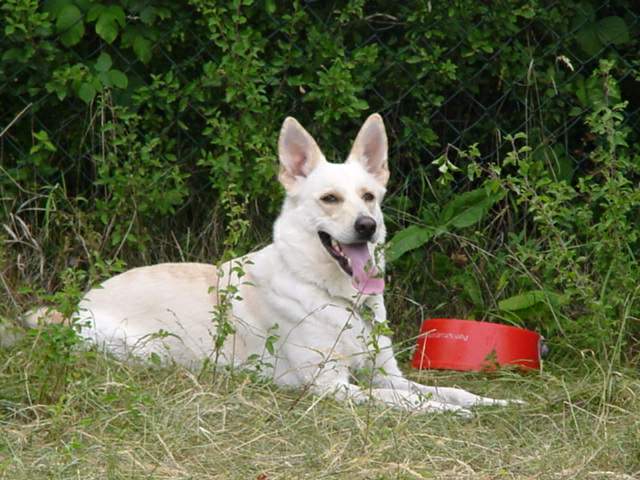 Wei�er Sch�ferhund
