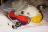 Weisser Sch�ferhundwelpen
