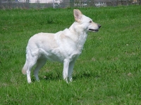 Weisser Sch�ferhund Cessy die Kesse