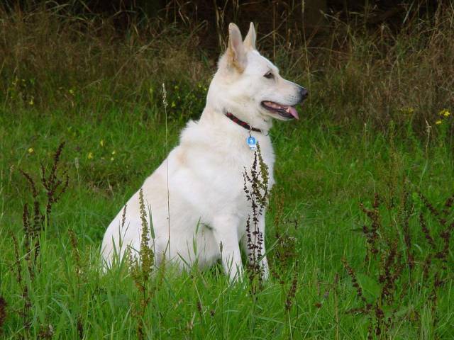 Weisser Sch�ferhund Cessy