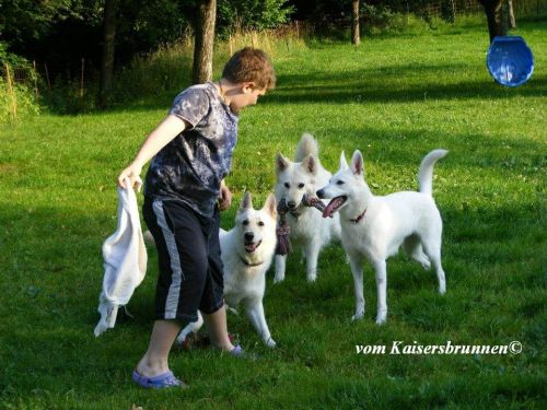 Weisse Schweizer Schferhunde vom Kaisersbrunnen