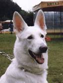 Weisser Schweizer Sch�ferhund Delena vom Heimathenhof