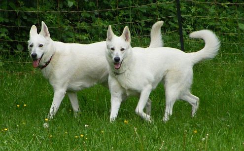 Weisse Schferhunde & Weie Schweizer Schferhunde