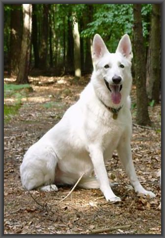 Weisser Sch�ferhund