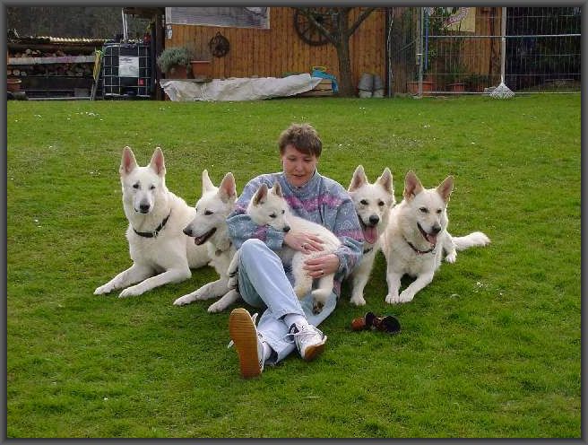 Weisse Sch�ferhunde vom Kaisersbrunnen