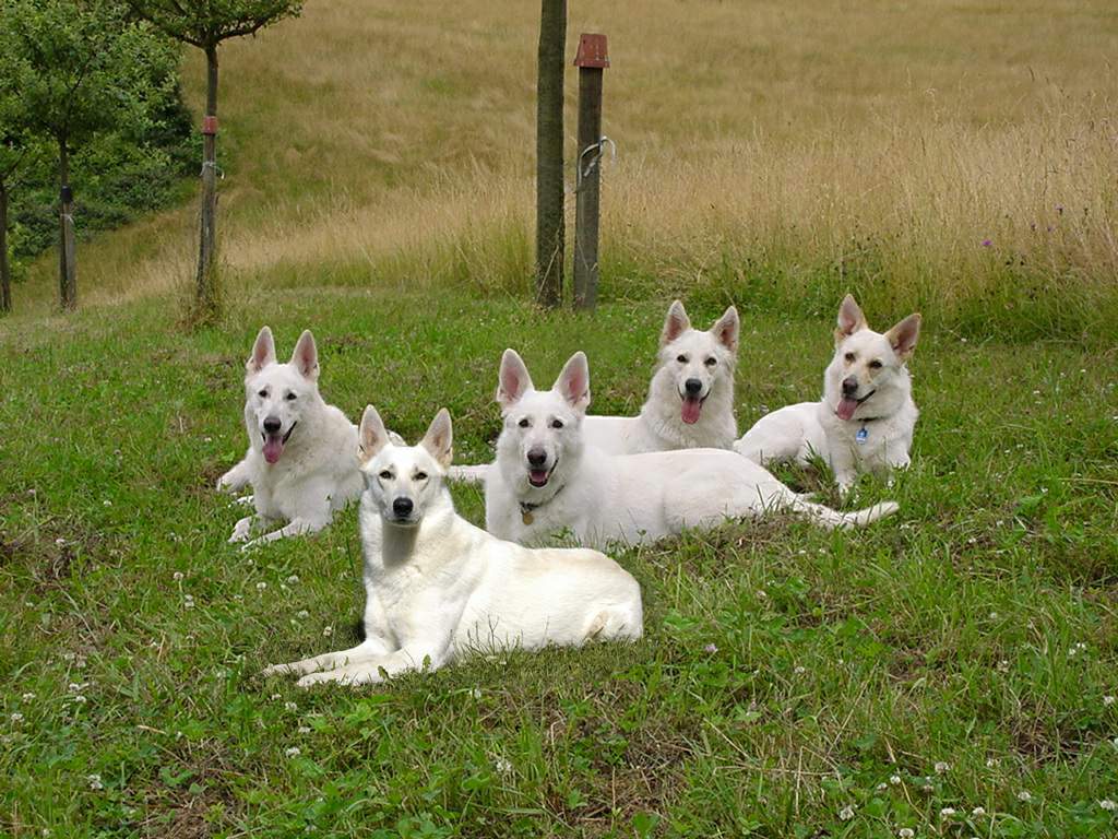 Meine Weissen Sch�ferhunde