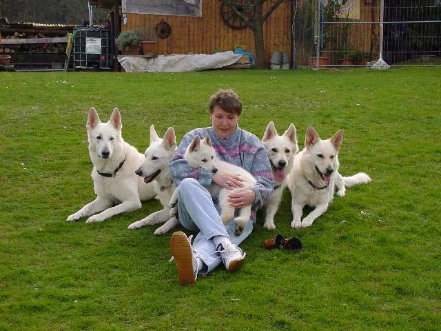 Wei�e Sch�ferhunde Familie
