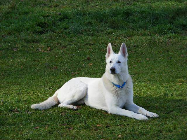 Weisser Sch�ferhund-R�de Assi