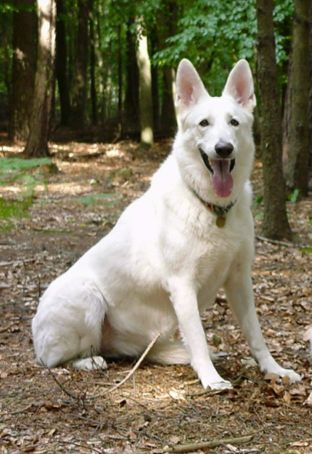 Weisser Sch�ferhund Delena