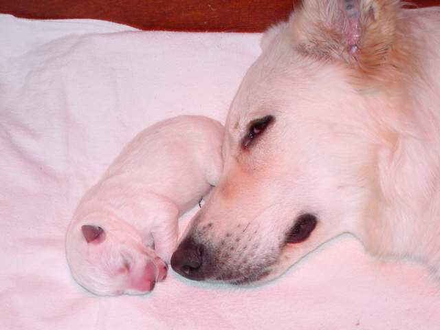 Weier Schferhund Welpe mit Mutter Sue