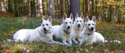 Wei�e Sch�ferhund Familie
