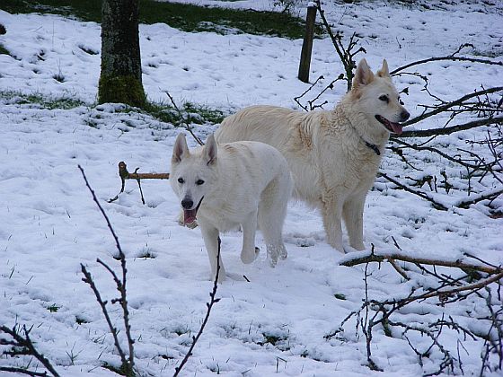 Weie Schferhunde im Schnee Sue und Maggie
