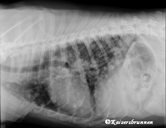 Weisser Schferhund Tumor Erkrankung