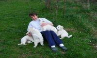 Weisse Sch�ferhund Welpen f�r Welpeninteressenten