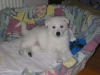 Weisse Sch�ferhundwelpen