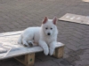 Weisser Sch�ferhund Welpen