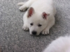 Weisser Sch�ferhund Welpe