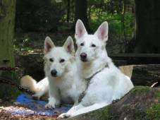 Rasseportr�t Weisse Sch�ferhunde