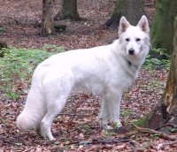 Wei�er Sch�ferhund Sue die Hexe