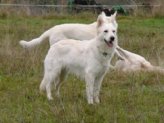 Weisse Sch�ferhunde Welpen Sue`s Nachkommen