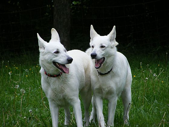 Weisse Schferhunde Fee und Maggie