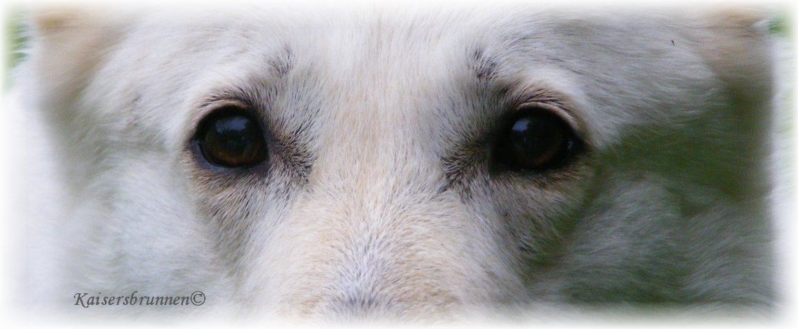 Weiße Schäferhunde - Zucht - Aschaffenburg - Bayern