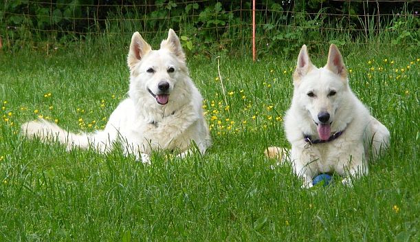 Weisse Schferhunde Mutter und Tochter