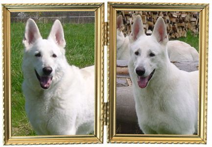 Weißer Schweizer Schäferhund - Weißer Schäferhund - Würzburg