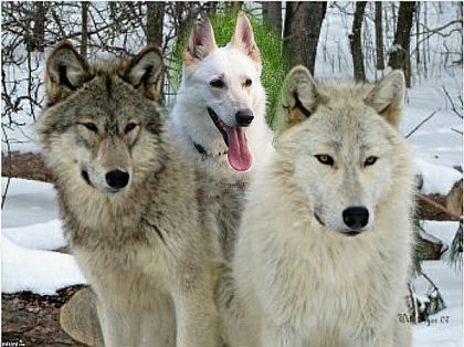 Weisser Schferhund und Weisse Schaeferhunde mit einem Wolf