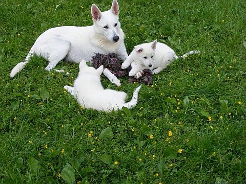 Zchter Weisse Schweizer Schferhunde Preise Weisser Schferhund kosten Weisse Schferhunde