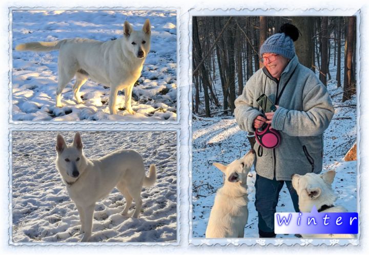 Weißer Schweizer Schäferhund - Züchter - Familie