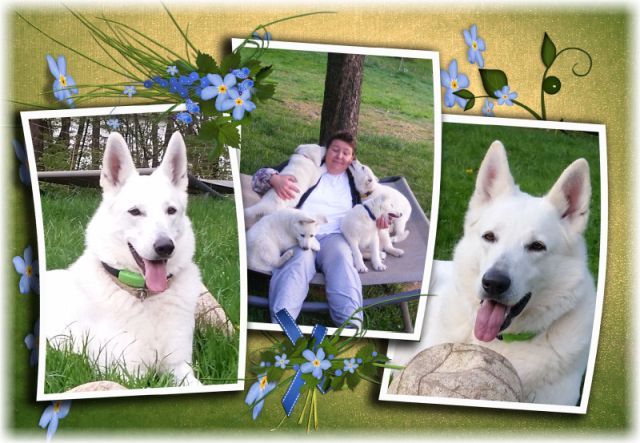 Weißer Schweizer Schäferhund - Züchter - Familie
