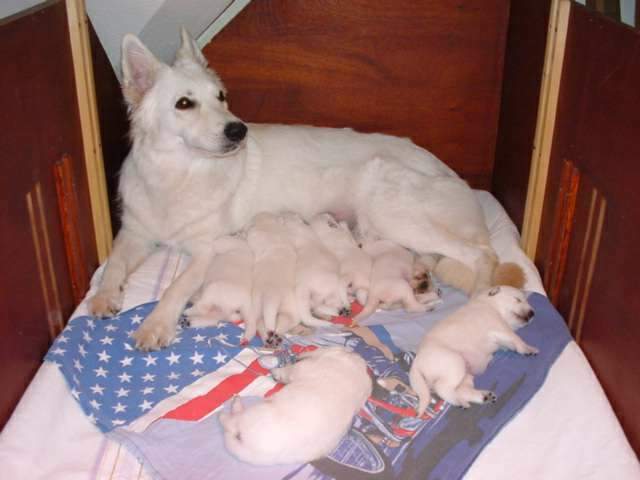 Weisse Sch�ferhunde Welpen mit Mutter