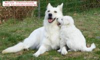 Weisse Schferhunde Welpen Prgung beim Zchter