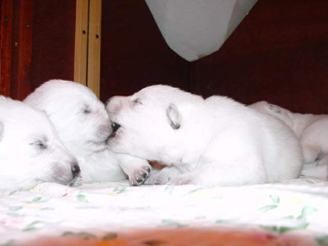 Weisse Sch�ferhundwelpen