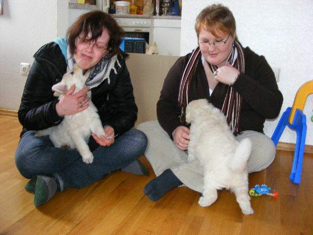 Weisse Schweizer Sch�ferhundwelpen