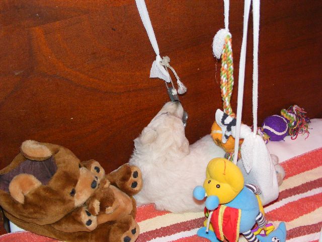 Wei�er Sch�ferhundwelpe