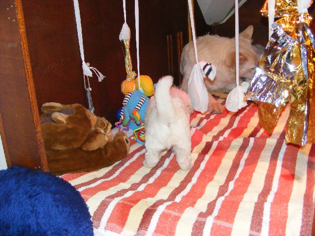 Weisse Sch�ferhundwelpe