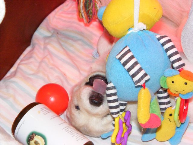 Wei�er Schweizer Sch�ferhund Welpe