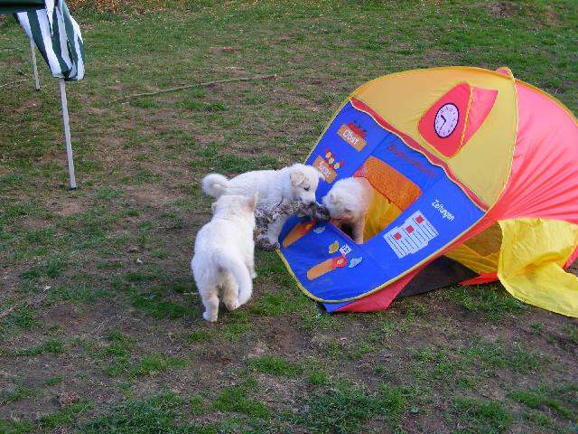 Schweizer Weisse Sch�ferhundewelpen