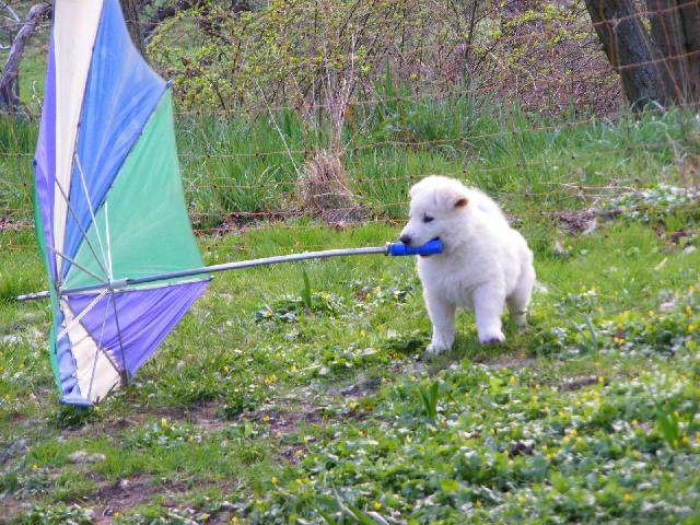 Schweizer Weisse Sch�ferhundwelpen