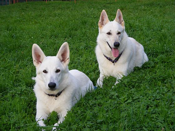 Weier Schferhund und Weisse Schferhunde Hope und Maggie