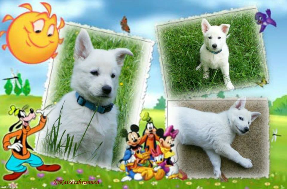 Weier Schferhund und Weisse Schferhunde Maxi