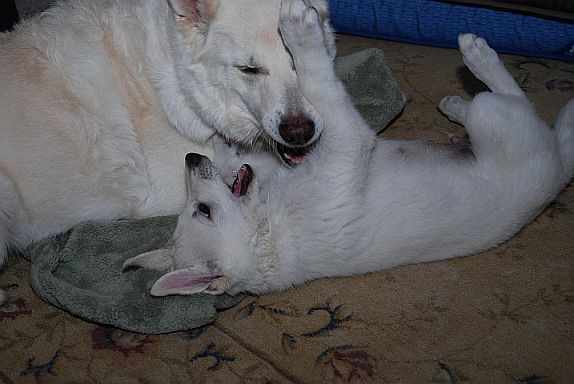 Weier Schfwrhund und Weisse Schferhunde 